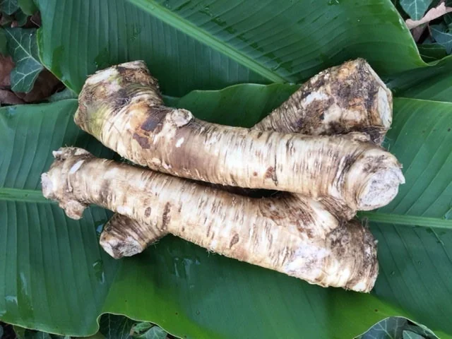 Bare Root Horseradish Plant - Perennial Herb for Culinary Use, Zone 3-8 - Image 1