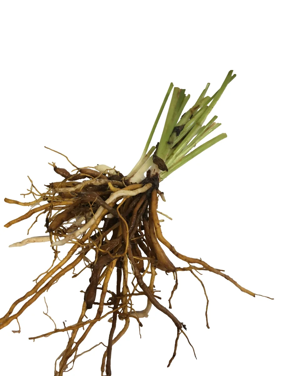 Bareroot Pardon Me Daylily Live Plant - Fragrant Red Hemerocallis - 1-2 Fans, 18" Tall - Image 2