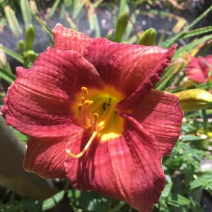Bareroot Pardon Me Daylily Live Plant - Fragrant Red Hemerocallis - 1-2 Fans, 18
