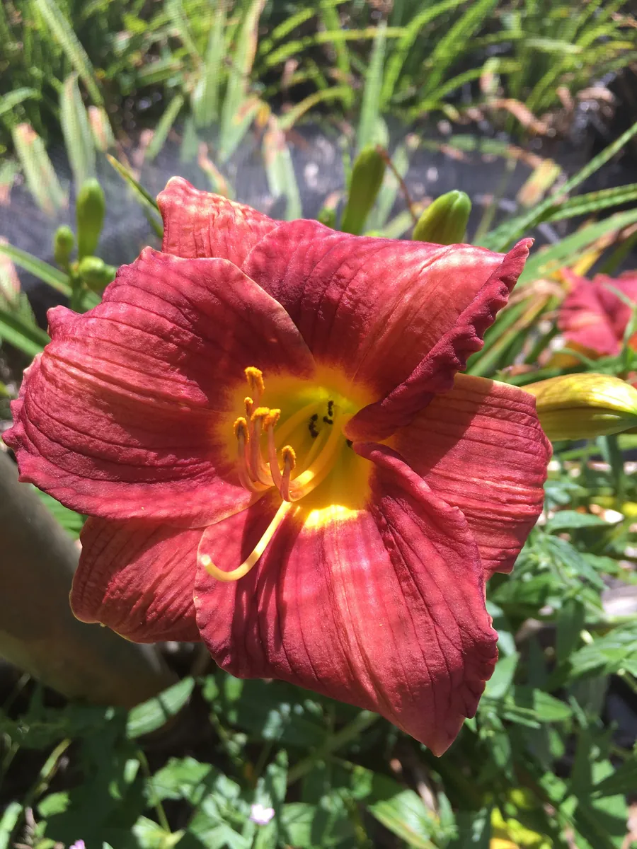 Bareroot Pardon Me Daylily Live Plant - Fragrant Red Hemerocallis - 1-2 Fans, 18" Tall - Image 3