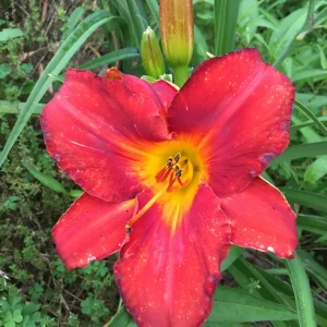 Bareroot Pardon Me Daylily Live Plant - Fragrant Red Hemerocallis - 1-2 Fans, 18