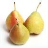 Bartlett Pear Tree Live Plant - 4 Feet Tall, 3 Gallon Pot - Fruit Tree - Image 1