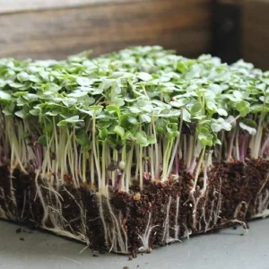Basic Salad Mix Microgreen Seeds - Heirloom, Non-GMO for Sprouting - Image 1