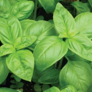 Basil Live Herb Plant – 8 inch Height – 3.5 inch Pot – Culinary Indoor/Outdoor - Image 1