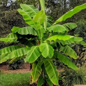 Basjoo Banana Live Plant – Hardy Ornamental Tropical Foliage – 6-10