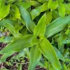 Basket Plant (Callisia fragrans) Live Plant - Easy Care Houseplant - Image 1