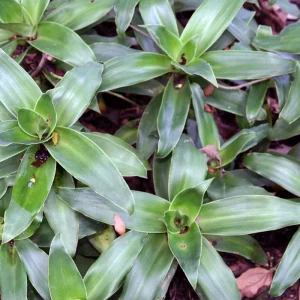 Basket Plant (Callisia fragrans) Live Plant - Easy Care Houseplant - Image 2