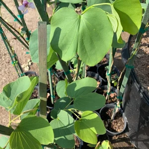 Bauhinia Purpurea Tree Live Plant – 3 Feet Tall Orchid Tree – 3 Gallon Pot - Image 1