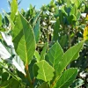 Bay Laurel Live Plant - Laurus Nobilis - 5-7 Inches Tall - Culinary Herb - Indoor/Outdoor - Image 1