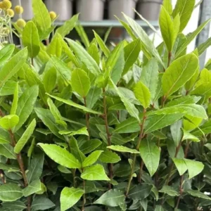 Bay Leaf Live Plant – 5-8 Inch Tall – 4 Inch Pot – Indoor/Outdoor Herb - Image 2