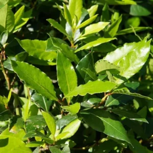 Bay Leaf Live Plant – 5-8 Inch Tall – 4 Inch Pot – Indoor/Outdoor Herb - Image 4