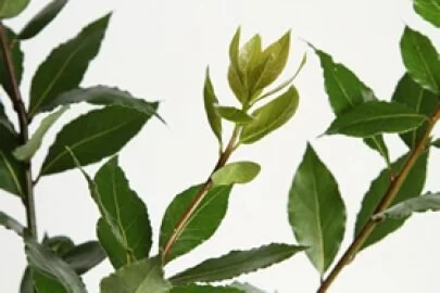 Bay Leaf Live Plant - Laurus Nobilis - 2-3 Feet Tall - 3 Gallon Pot - Image 2