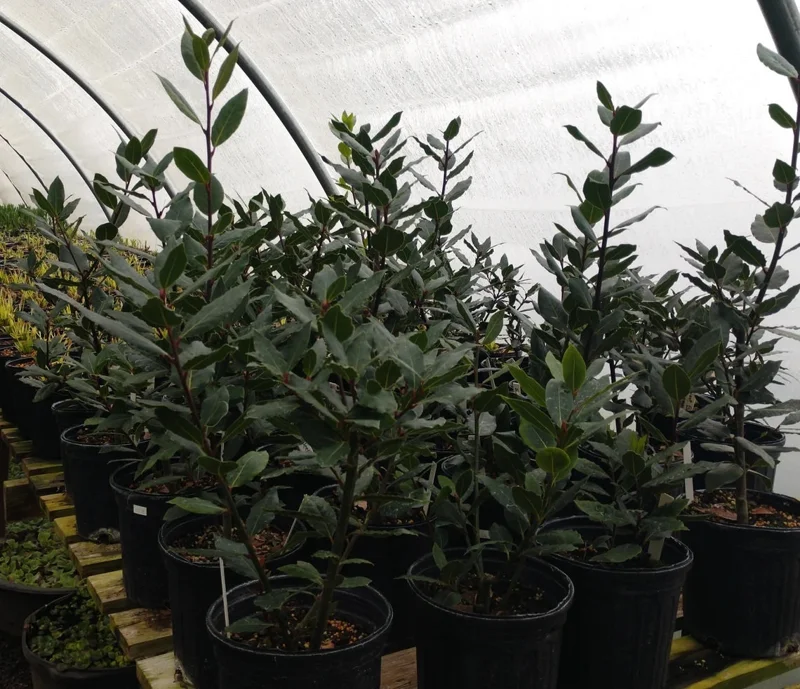 Bay Leaf Live Plant - Laurus Nobilis - 2-3 Feet Tall - 3 Gallon Pot - Image 1