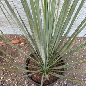 Beaked Yucca Rostrata Silver Select Live Plant - 3 Gallon Pot - Outdoor Exotic Blue Desert Yucca - Image 4