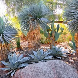 Beaked Yucca Rostrata Silver Select Live Plant - 3 Gallon Pot - Outdoor Exotic Blue Desert Yucca - Image 5