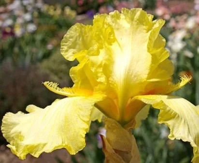 Bearded Iris Summer Olympics Live Plant - Ruffled Creamy Yellow 32-36in Tall - Image 2