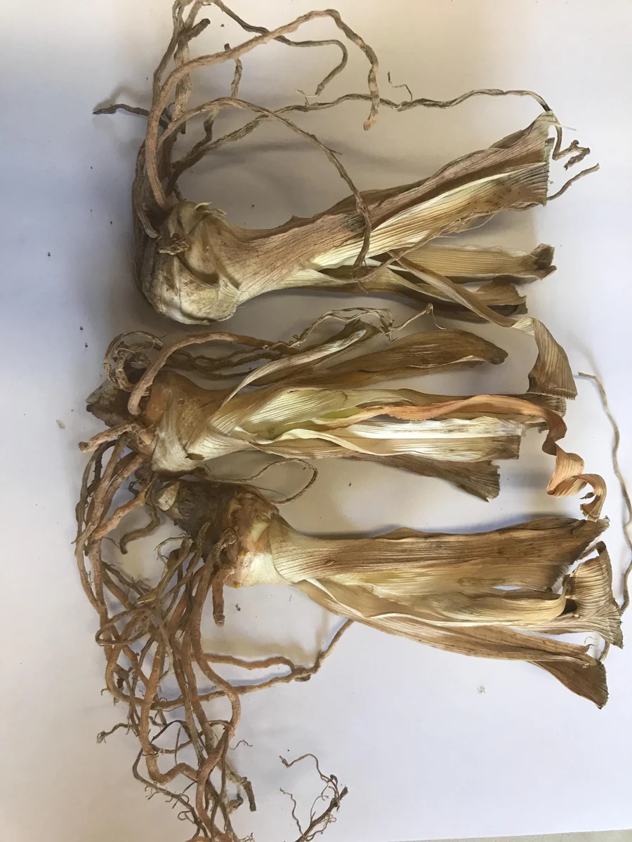 Bearded Iris Summer Olympics Live Plant - Ruffled Creamy Yellow 32-36in Tall - Image 3