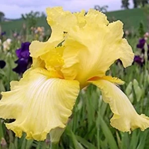 Bearded Iris Summer Olympics Live Plant - Ruffled Creamy Yellow 32-36in Tall - Image 1