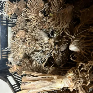 Bearded Iris Summer Olympics Live Plant - Ruffled Creamy Yellow 32-36in Tall - Image 4