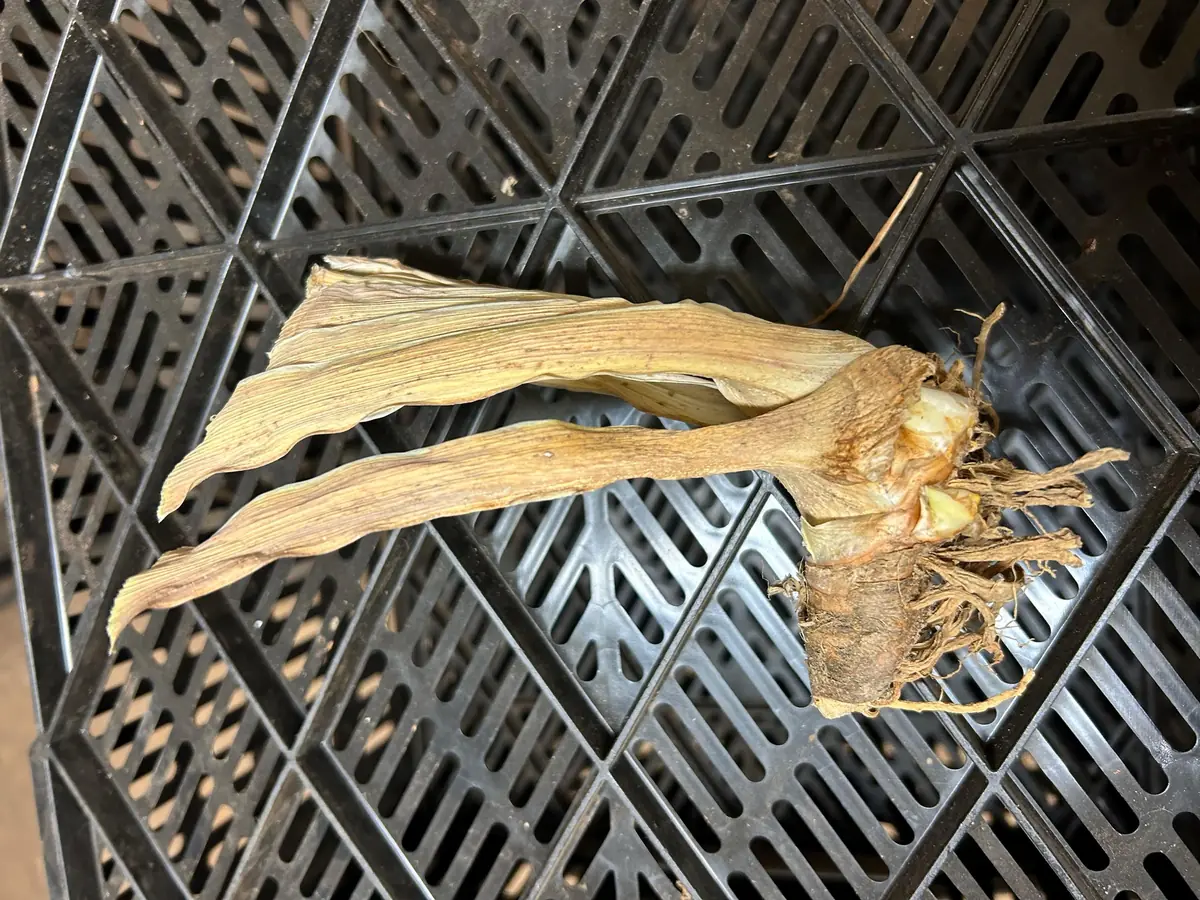 Bearded Iris Summer Olympics Live Plant - Ruffled Creamy Yellow 32-36in Tall - Image 5