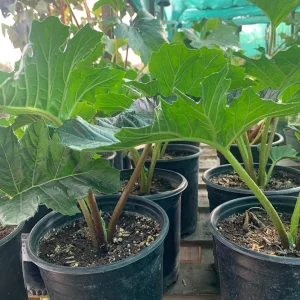 Bear's Breeches (Acanthus Mollis) Live Plant – 1 Foot Tall, 1 Gallon Pot - Image 2