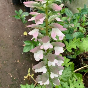 Bear's Breeches (Acanthus Mollis) Live Plant – 1 Foot Tall, 1 Gallon Pot - Image 3