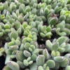 Bear's Paw Succulent Live Plant - Cotyledon Tomentosa - Potted 2" or 4" Pot - Indoor/Outdoor - Image 1