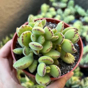 Bear's Paw Succulent Live Plant - Cotyledon Tomentosa - Potted 2