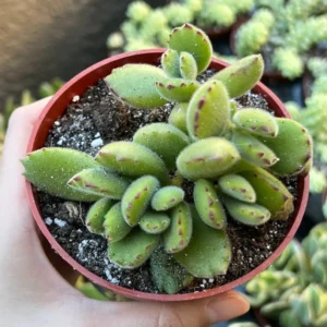 Bear's Paw Succulent Live Plant - Cotyledon Tomentosa - Potted 2