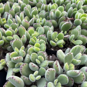 Bear's Paw Succulent Live Plant - Cotyledon Tomentosa - Potted 2" or 4" Pot - Indoor/Outdoor - Image 1