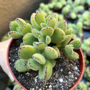 Bear's Paw Succulent Live Plant - Cotyledon Tomentosa - Potted 2