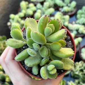 Bear's Paw Succulent Live Plant - Cotyledon Tomentosa - Potted 2