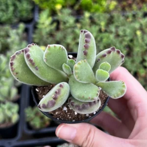 Bear's Paw Succulent Live Plant - Cotyledon Tomentosa - Potted 2