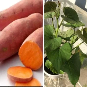 Beauregard Sweet Potato Plants - 5 Organic Live Slips for Growing Full Sun - Image 3