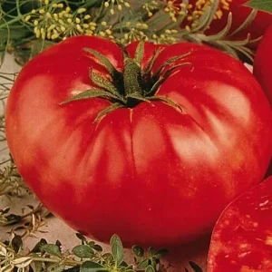 Beefsteak Tomato Seeds - Heirloom, Non-GMO Slicing Tomatoes - 50 Seed Pack - Image 2