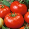 Beefsteak Tomato Seeds - Heirloom, Non-GMO Slicing Tomatoes - 50 Seed Pack - Image 1