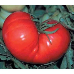 Beefsteak Tomato Seeds - Heirloom, Non-GMO Vegetable Seeds for Fresh Eating - Image 3