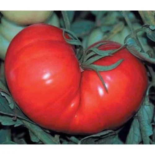 Beefsteak Tomato Seeds - Heirloom, Non-GMO Vegetable Seeds for Fresh Eating - Image 3