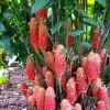 Beehive Ginger Rhizome Live Plant - Zingiber Spectabile Tropical Flower - Image 1