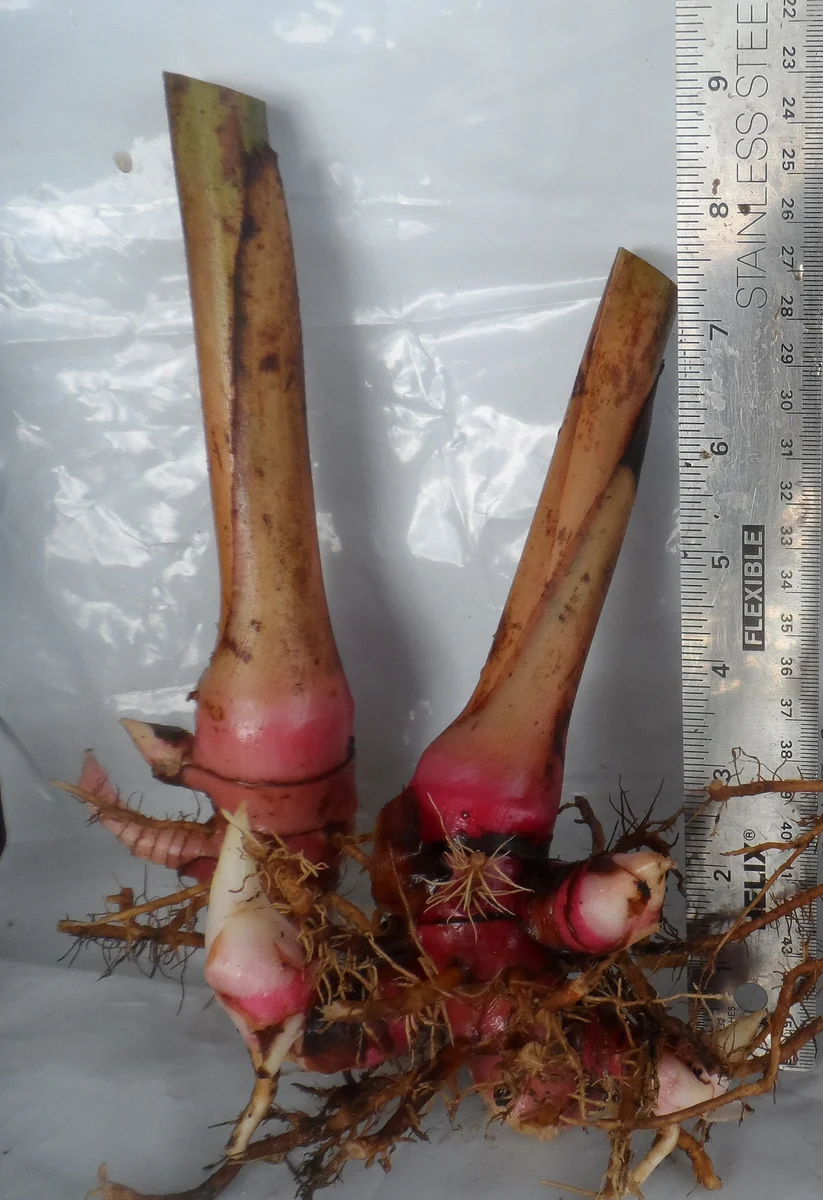 Beehive Ginger Rhizome Live Plant - Zingiber Spectabile Tropical Flower - Image 2