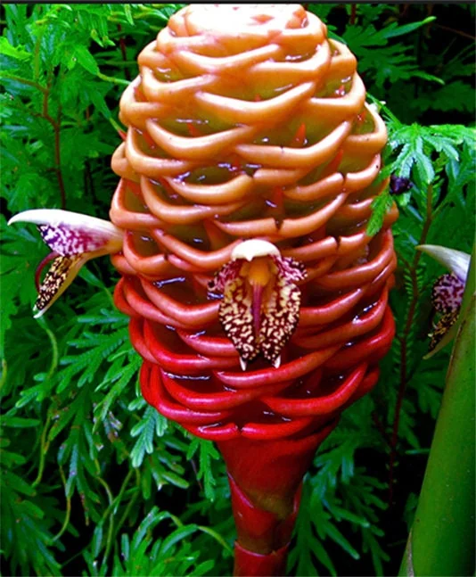 Beehive Ginger Rhizome Live Plant - Zingiber Spectabile Tropical Flower - Image 3
