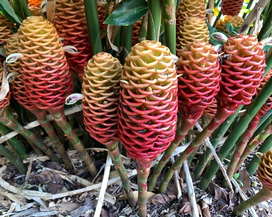 Beehive Ginger Rhizome Live Plant - Zingiber Spectabile Tropical Flower - Image 4