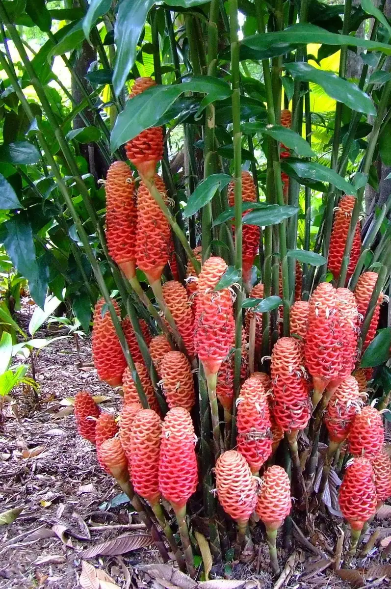 Beehive Ginger Rhizome Live Plant - Zingiber Spectabile Tropical Flower - Image 1