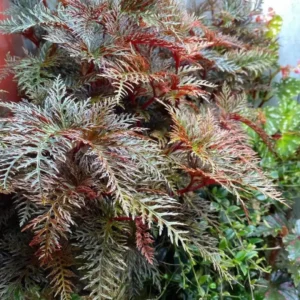 Begonia Bipinnatifida Live Plant – 4 inch Pot – Tropical Houseplant - Image 1