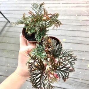 Begonia Bipinnatifida Live Starter Plant - Unique Foliage Houseplant - Image 1