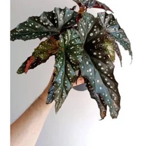 Begonia Black Forest Live Plant – Starter Plant – Unique Foliage Houseplant - Image 1
