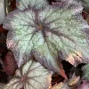 Begonia 'Del Rey Sunset' Live Plant – 6 inch Pot – Indoor/Outdoor - Image 1
