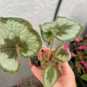 Begonia Escargot Live Plant - Unique Spiral Foliage Houseplant - Image 2