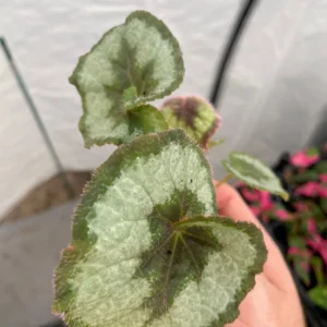 Begonia Escargot Live Plant - Unique Spiral Foliage Houseplant - Image 3