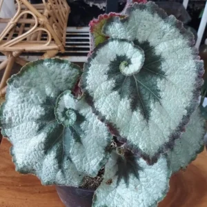 Begonia Escargot Live Plant - Unique Spiral Foliage Houseplant - Image 1